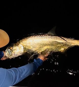 Epic tarpon release in Tarpon Springs waters!