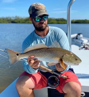 Beautiful Tarpon Springs redfish caught on the flats!