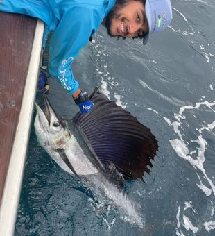 Big Sailfish Caught In West Palm Beach