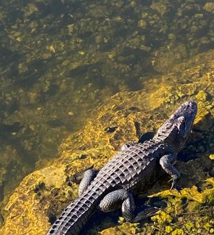 Experience Alligator Breeding Season
