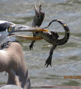 Nature is indeed wild