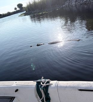Gator encounter during Weston FL water adventure!