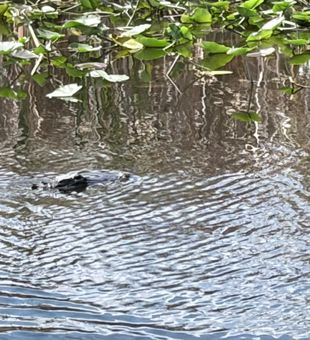 Gator season is here in Davie — time to get ready for another wild Florida outdoor adventure.