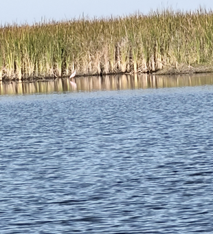 Everglades waters offer perfect fly fishing opportunities.