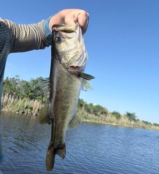 Nice largemouth bass from Weston FL waters!