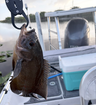 Everglades Oscar caught on a perfect fishing day!