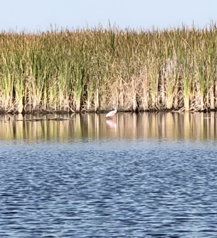 Pink bird fishing in Everglades marsh waters.