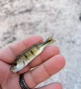 Vibrant juvenile perch catch on the shoreline.