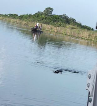 Wild alligator spotted during Weston FL airboat tour!
