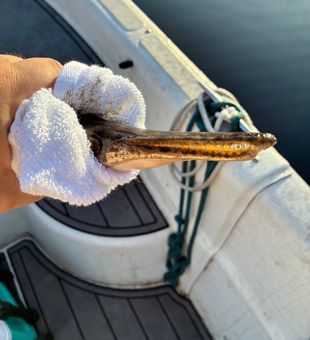 Another successful catch in Weston waters!