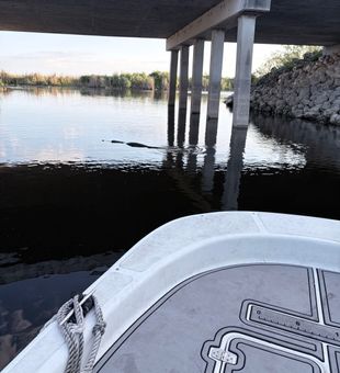 Weston FL waters reveal surprising wildlife encounters!