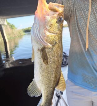 Nice largemouth bass from Weston FL waters!