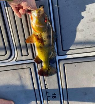 Colorful peacock bass catch.