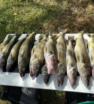 Fresh Lake Erie walleye limit | NY fishing charter