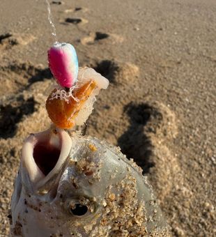 Hard bite close-up — Port Canaveral surf fishing pompano