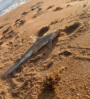 Scrappy surf catch — Port Canaveral surf fishing bonnethead shark