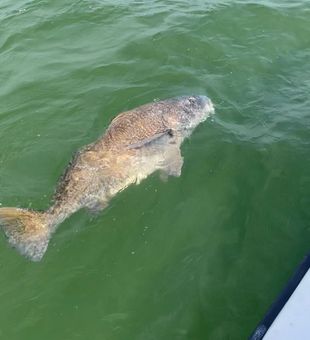 Big catch swimming alongside the boat in Palm Bay!