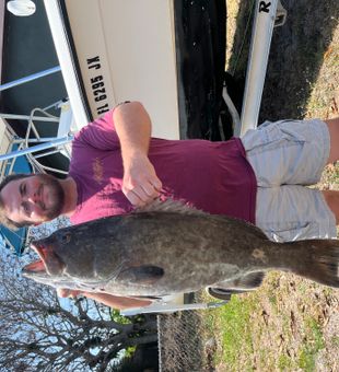 Nice gag grouper from Palm Bay waters!