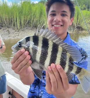 Pretty Colored Sheepshead From Wrecks Fishing, SC