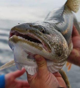 Lake Michigan Trout Fishing