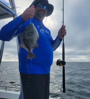 Trigger Fish in Florida