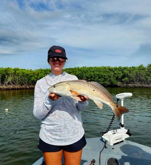 Redfish landed on Crystal River mangroves