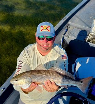 Crystal River Redfish on the flats