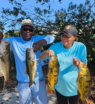 Peacock bass season is up! Time for you to show up