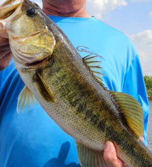 Nice bass catch in South Bay FL waters!