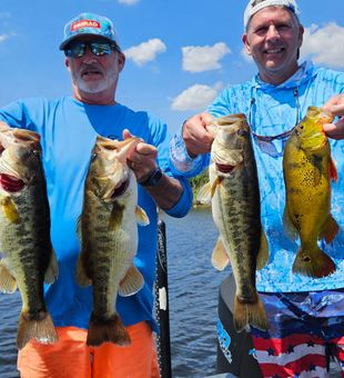 Outstanding peacock bass action in South Bay FL!