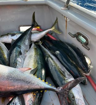 Discover the Sea, LA-style, Tuna Fish
