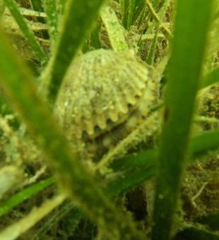 2025 Crystal River scalloping!! 
#scallop #scalloping #crystalriverscalloping #scallopcrystalriver 