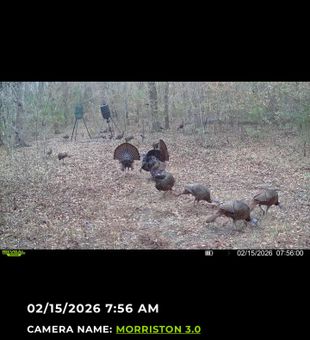 Crystal River turkeys strutting near the stands!