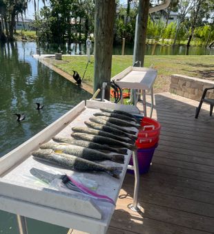 A nice table of trout caught yesterday! Trout fishing crystal river! 
#trout #troutfishing #troutfishingcrystalriver #crystalrivertroutfishing #fishingcrystalriver #crystalriverfishing #crystalriverfishingcharters