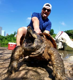 Massive snapping turtle caught in Houston!