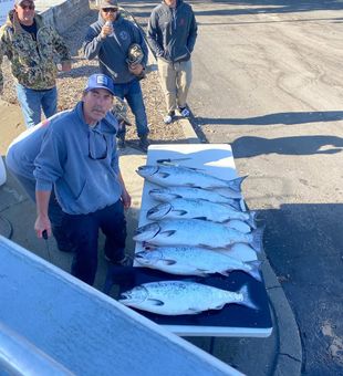Chinook Salmon haul!