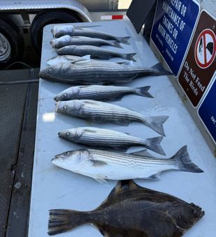 Sunrise over the Golden Gate and rods bending — that’s fishing in San Francisco, CA done right.