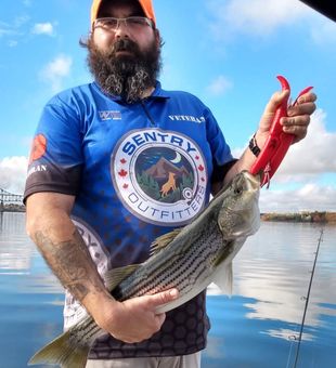 Beautiful striped bass from Lantz NS waters!