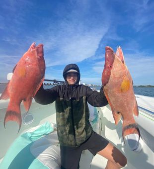 Perfect Hogfish bite along the Treasure Island shoreline