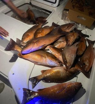 Carrabelle waters deliver again