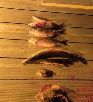 Night bowfishing catch — tilapia, gar, and stingray haul in Volusia County
