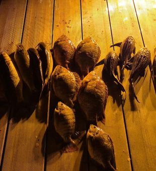 Tilapia and gar haul from Volusia night bowfishing
