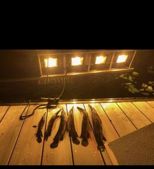 Gar lineup from a Florida night bowfishing trip
