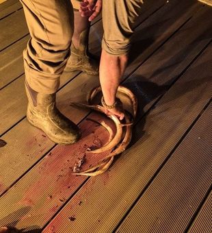 Fresh tilapia catch from a night bowfishing trip
