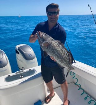 Grouper Fish