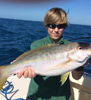 Yellowtail Snapper! Targeted in Florida Keys