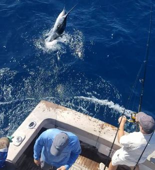 Sailfish Acrobatic Leap Captured 