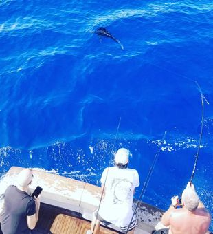 Sailfish In Action