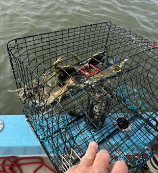 Chasing crabs in Georgia.