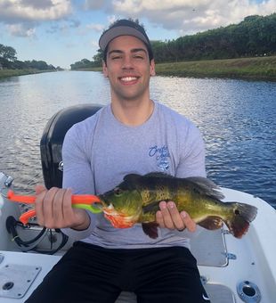 Colorful Peacock Bass – vibrant canal catch! 